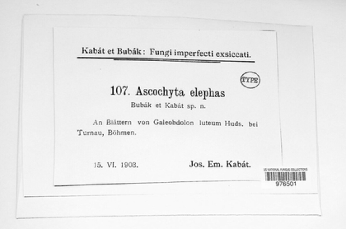 Ascochyta elephas image